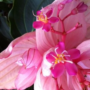 Meet your Posher, Diana